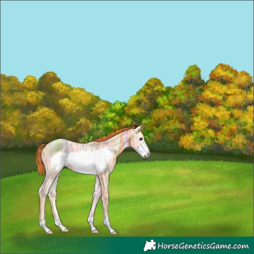Horse Color:Gray Watercolor Liver Chestnut Ice Frame 