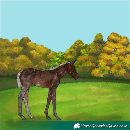 Horse Color:Silver Bay Ice