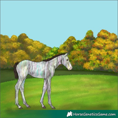 Horse Color:Liver Chestnut Ice Frame 
