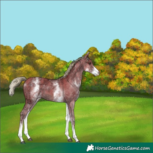Horse Color:Watercolor White Spotted Chestnut Ice