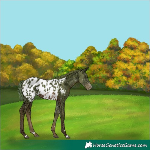Horse Color:Watercolor Chestnut Ice Blanket 