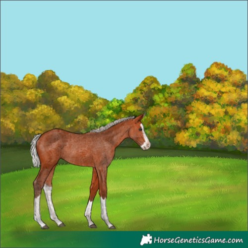 Horse Color:Silver Bay Splash Rabicano