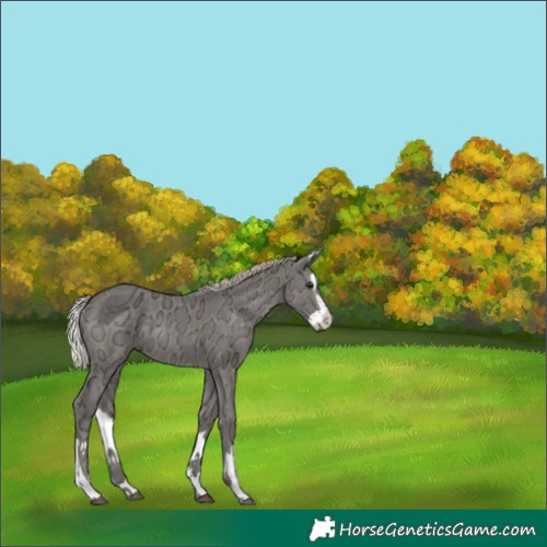 Horse Color:Silver Black Ice Splash Rabicano 