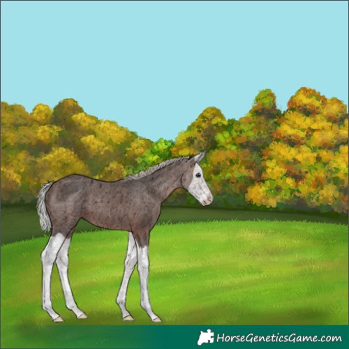 Horse Color:Silver Brown Ice Splash