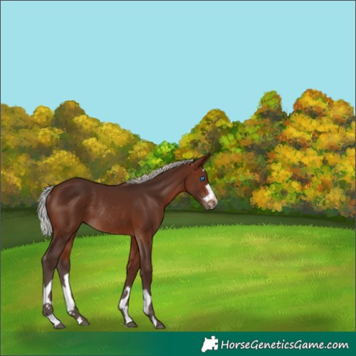 Horse Color:Silver Brown Splash Rabicano 
