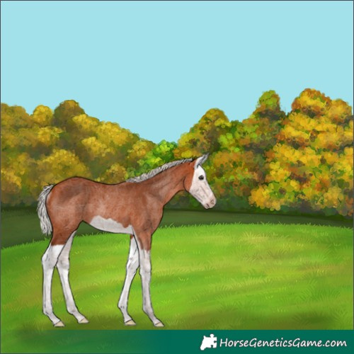 Horse Color:Silver Bay Splash Rabicano 