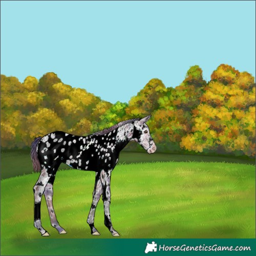 Horse Color:Nacre White Spotted Brown Ice Appaloosa 