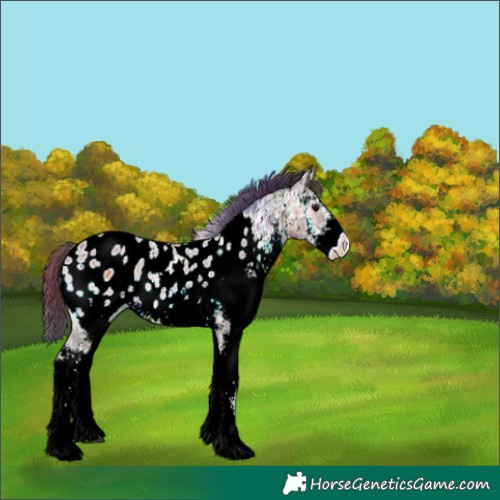 Horse Color:Nacre White Spotted Brown Ice Onyx Appaloosa
