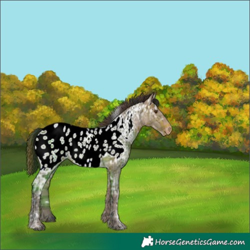Horse Color:Plaid White Spotted Brown Ice Appaloosa