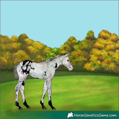 Horse Color:Nacre White Spotted Brown Ice Onyx Sabino Appaloosa Rabicano