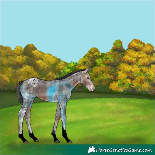 Horse Color:Plaid  White Spotted Brown Ice Appaloosa 