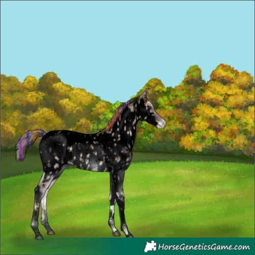 Horse Color:Void Painted Liver Red Dun Ice Onyx Tobiano Appaloosa Rabicano