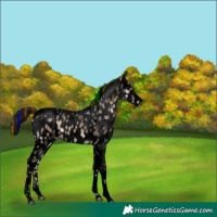 Horse Color:Void Painted Liver Red Onyx Ice Tobiano Appaloosa