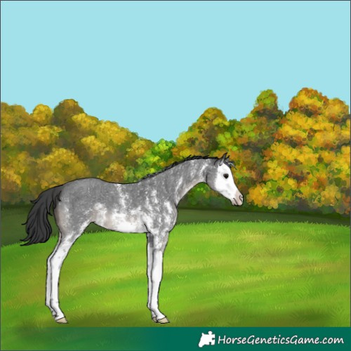 Horse Color:Black Sabino Splash Varnish 