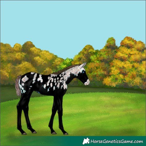 Horse Color:Plaid White Spotted Bay Ice Onyx Splash Appaloosa