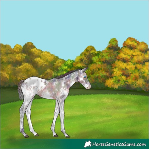Horse Color:Nacre White Spotted Brown Ice Splash Appaloosa