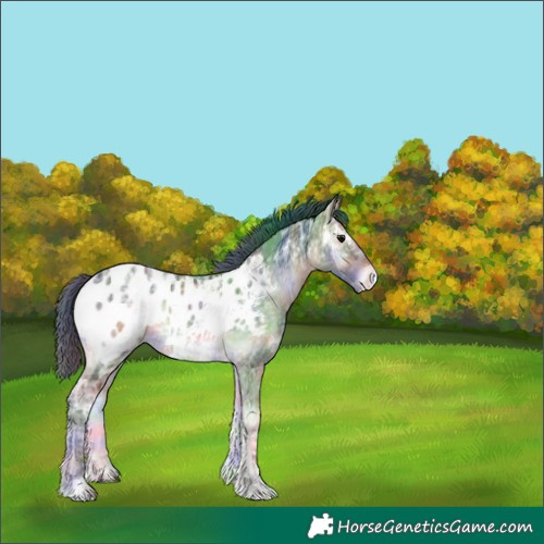Horse Color:Nacre White Spotted Brown Ice Onyx Appaloosa