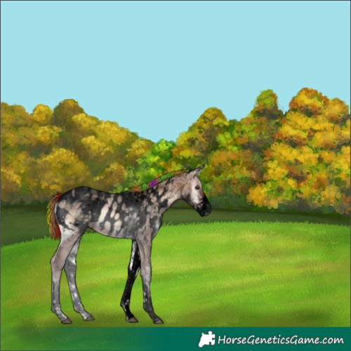 Horse Color:Void Painted White Spotted Red Onyx Ice Tobiano Appaloosa