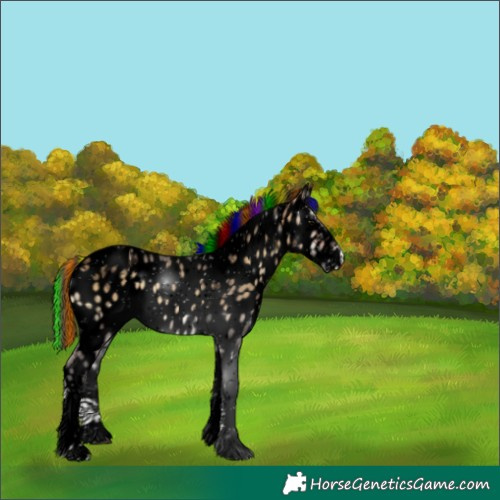 Horse Color:Void Painted Buckskin Ice Onyx Tobiano Appaloosa 