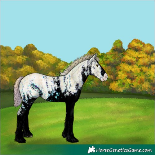 Horse Color:ERROR: UNKNOWN ANOMALY