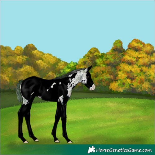 Horse Color:Plaid White Spotted Brown Ice Splash Snowcap