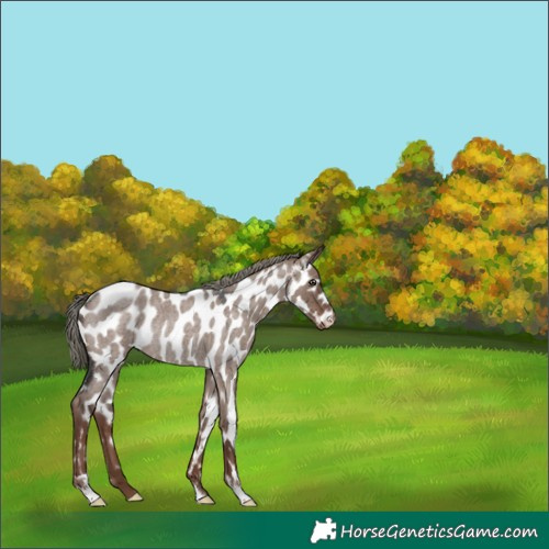 Horse Color:Liver Red Dun Roan Mushroom Near Leopard Rabicano
