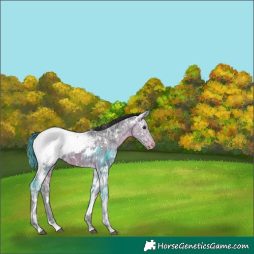 Horse Color:White Spotted Brown Ice Tobiano Appaloosa 