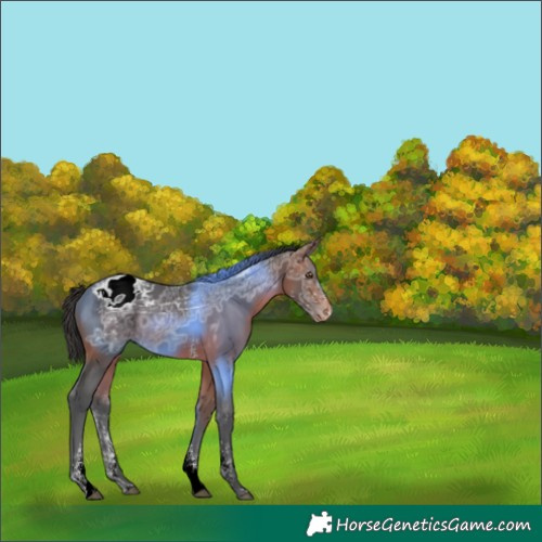 Horse Color:White Spotted Bay Ice Tobiano Blanket