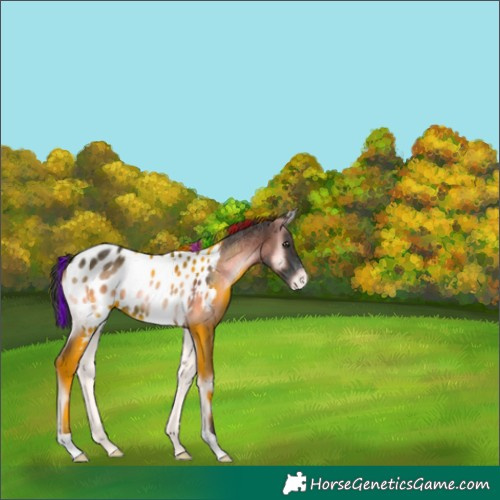 Horse Color:Painted Liver Red Onyx Appaloosa 