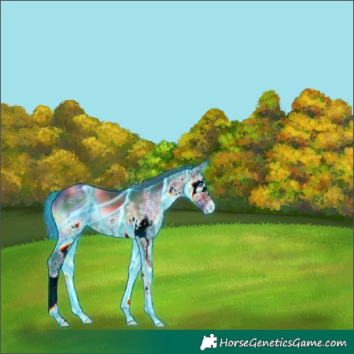 Horse Color:Nacre Thunderstruck White Spotted Brown Onyx Splash Appaloosa