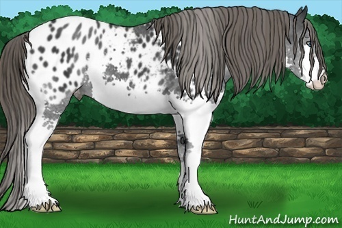 Horse Color:Black Splash Appaloosa 
