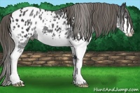 Horse Color:Black Splash Appaloosa 