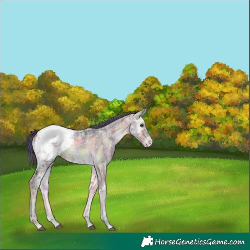 Horse Color:Nacre Liver Red Onyx Ice Appaloosa 