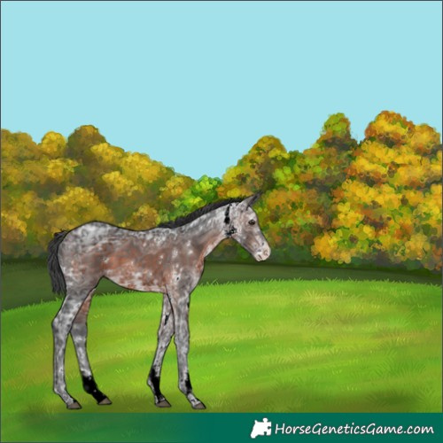 Horse Color:White Spotted Brown Ice Appaloosa