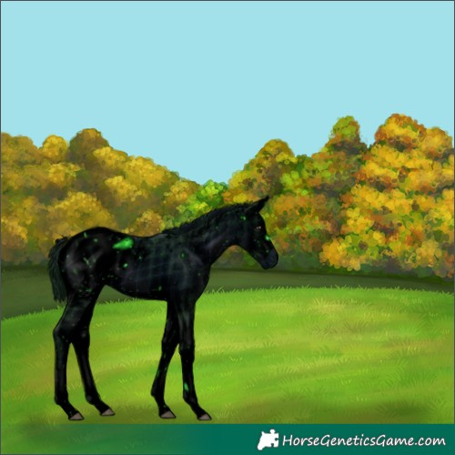Horse Color:ERROR: UNKNOWN ANOMALY