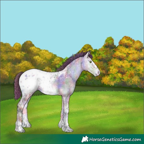 Horse Color:Nacre Chocolate Brown Ice Pearl Onyx Appaloosa