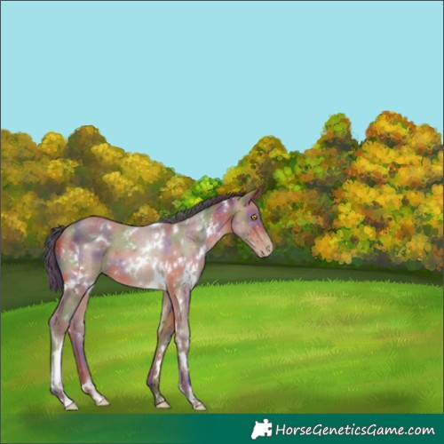 Horse Color:Nacre White Spotted Sable Champagne