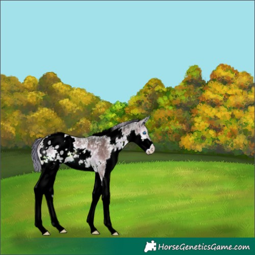 Horse Color:White Spotted Liver Red Onyx Ice Mushroom Splash Appaloosa 