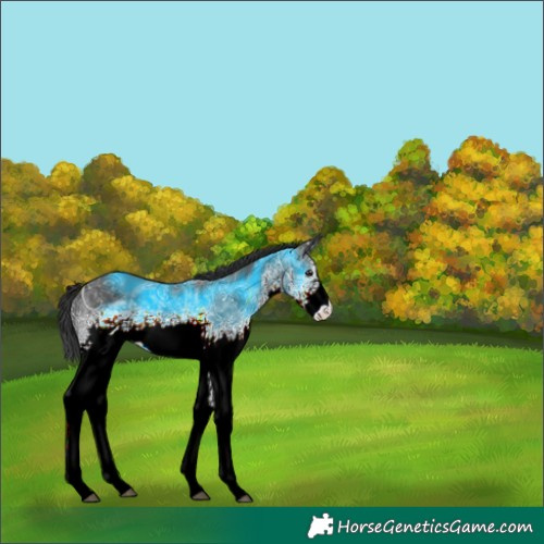 Horse Color:White Spotted Brown Ice