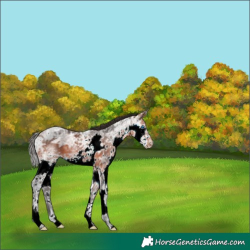 Horse Color:White Spotted Bay Ice Splash