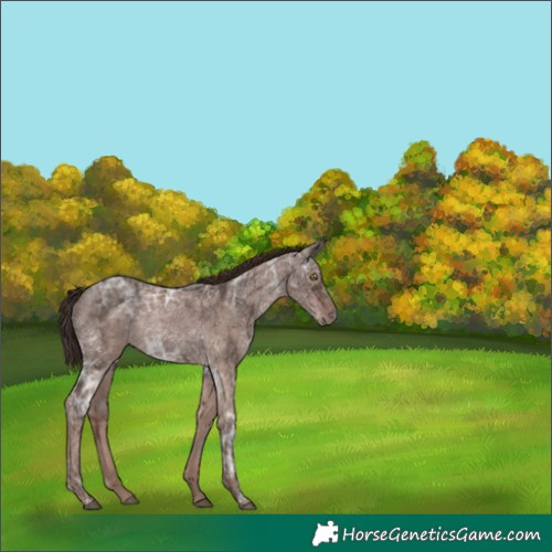Horse Color:Void Liver Red Dun Ice