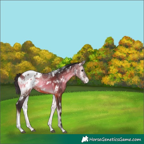 Horse Color:White Spotted Bay Onyx Appaloosa 