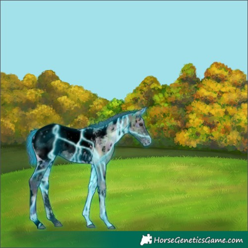 Horse Color:Void Nacre Thunderstruck White Spotted Brown Ice Onyx Appaloosa