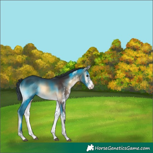 Horse Color:White Spotted Brown Onyx 