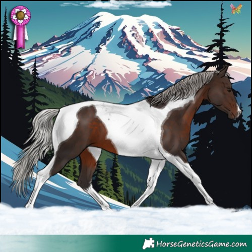Horse Color:Silver Brown Tobiano 