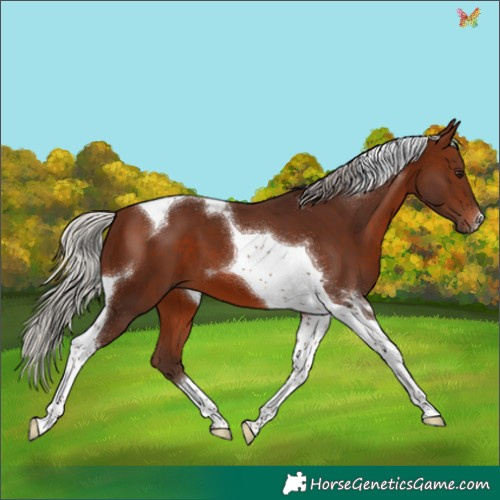 Horse Color:Silver Brown Tobiano 