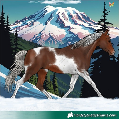 Horse Color:Silver Brown Tobiano 