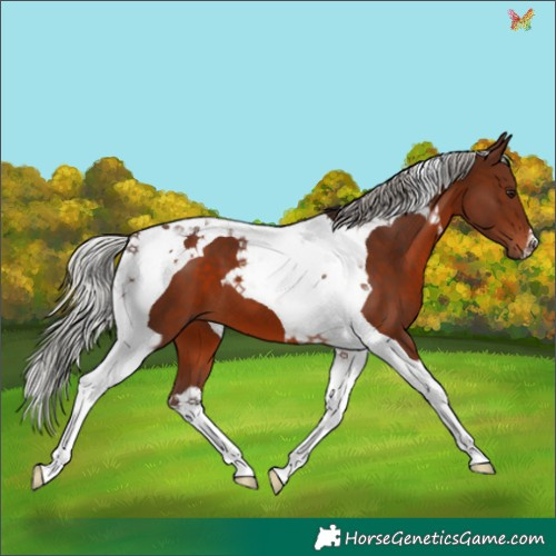 Horse Color:Silver Brown Tobiano 