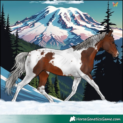 Horse Color:Silver Brown Tobiano 