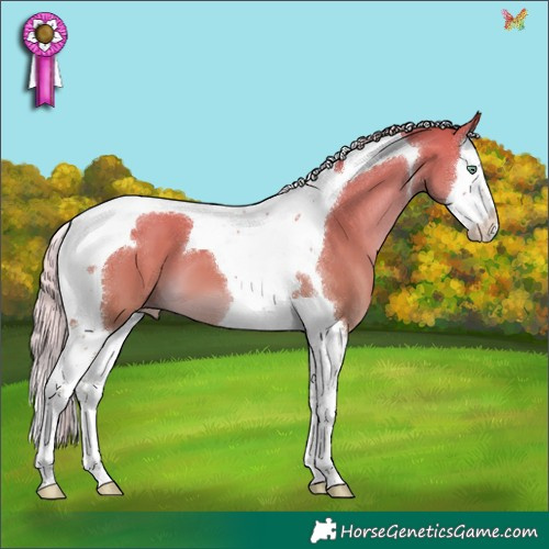 Horse Color:Silver Sable Champagne Dun Splash Tobiano 